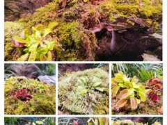 -正佳雨林生态植物园