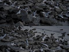 -深圳湾公园(南山区)