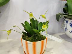 -东南花都花博园