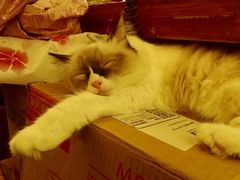 -猫色咖啡·猫咖