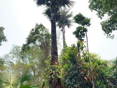 -中国科学院西双版纳热带植物园