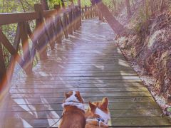 -广州市流溪河国家森林公园