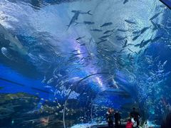 -海合安武汉极地海洋公园