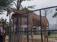 -灵玲国际马戏城