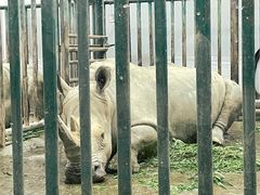 -成都动物园