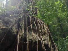 -莫里热带雨林景区