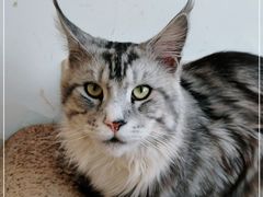 -猫在这儿猫咪咖啡馆·撸猫馆