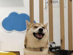 -柴迷FANS CLUB·柴犬狗咖·猫咖