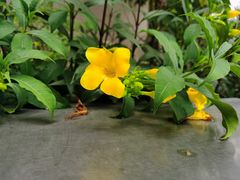 -大树头·花园餐厅(市桥店)