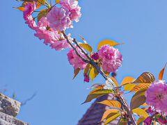 -樱苑(四川北路店)
