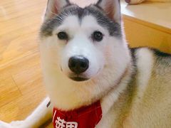 -Husky Go! 哈士奇体验馆·宠物咖啡厅狗咖