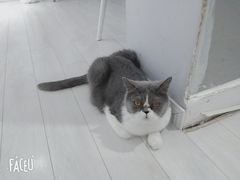 -喵的天空名猫咖啡馆·撸猫·猫舍·用品