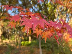 -上海共青森林公园