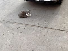 -八分场凉皮老店(正宗)