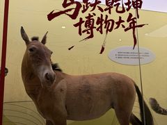 -国家自然博物馆