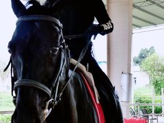 -重庆和泰马术俱乐部