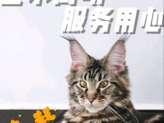-纳吉亚猫专科动物医院·北北分院