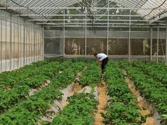 -前小桔亲子创意农场·草莓采摘·露营烧烤