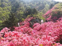 -木兰云雾山