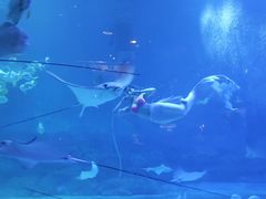 -烟台海昌鲸鲨海洋公园