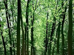 -合肥滨湖国家森林公园