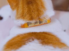 -猫的天空之城概念书店(苏州平江店)