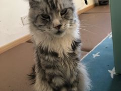-猫在这儿猫咪咖啡馆·撸猫馆