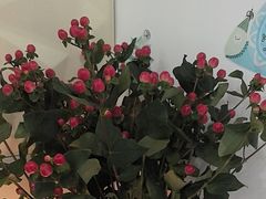 -维乐口腔(格林门诊长宁店)