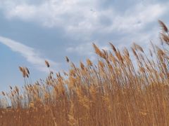 -野鸭湖国家湿地公园