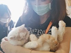 撸猫Rua羊驼-Heymao猫咖.咖啡厅(东门店)
