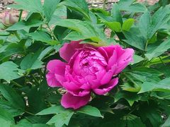 -哈尔滨文化公园