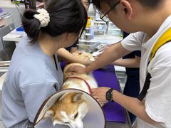 -谐和益家动物医院·免疫绝育·血液透析·宠保定点医院(高新伊藤分院)