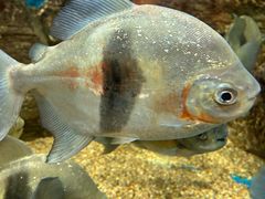 -上海海洋水族馆