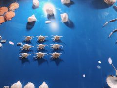 -苏州海洋馆