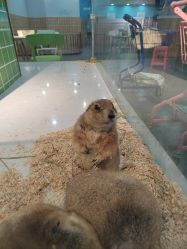-Moni星球萌宠·小马宝莉·灵蛇·高端高阶全萌宠互动体验俱乐部(红豆国际广场店)