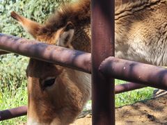 -青藏高原野生动物园