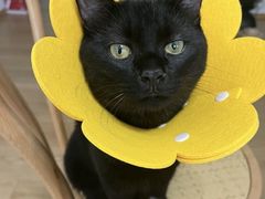 -萌兽医馆·宠物医院·猫骨科(创景店)