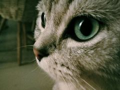 -平行世界·猫咖(首经贸店)