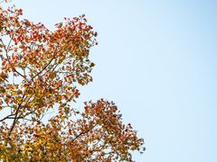 -上海吴淞炮台湾国家湿地公园