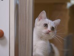 -猫宠乐园·专业洗护