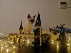 -kidsland(南开大悦城店)