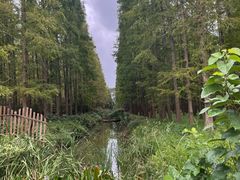 -东平国家森林公园
