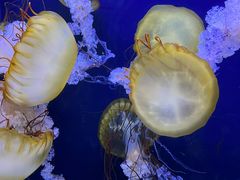 -珠海长隆海洋王国