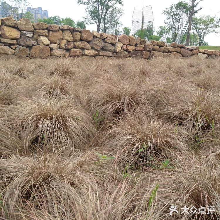 沿着三环的熊猫绿道骑行而来，并不远在华侨城对面