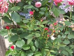 -章太炎故居