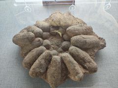 -中国西峡恐龙遗迹园
