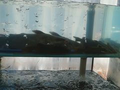 -桃源村铁锅炖鱼(体育馆道店)