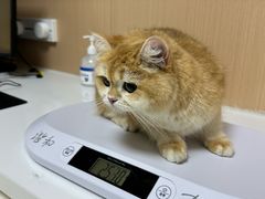 -谐和益家动物医院·免疫绝育·血液透析·宠保定点医院(高新伊藤分院)