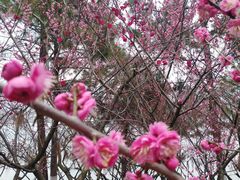 -白塘生态植物园