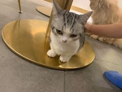 -飞行喵MR PILOT|猫舍·猫咖(静安大融城店)
